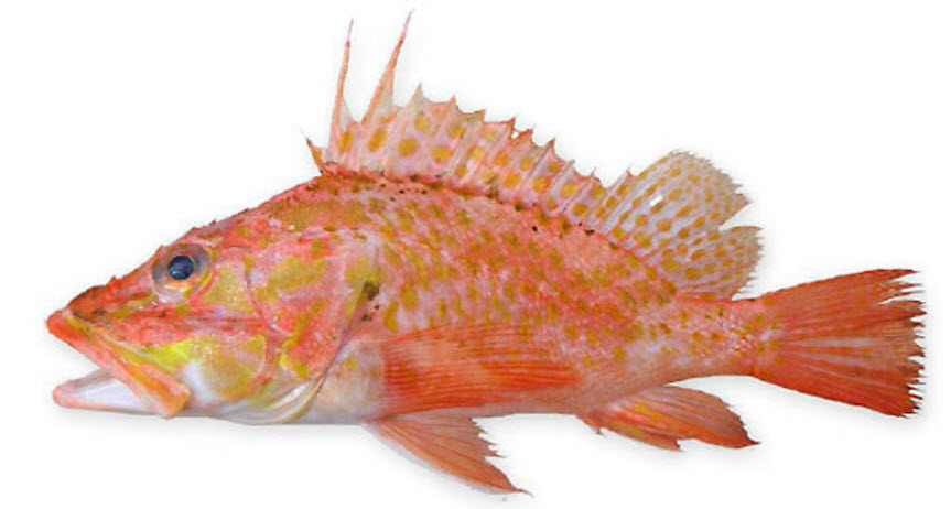 Pontinus kuhlii_03.jpg